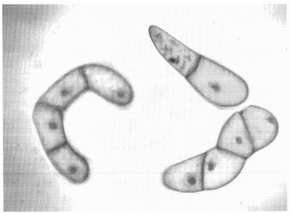 Simple cryopreservation method of plant BY-2 cell