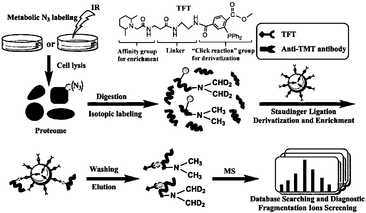 Functional reagent containing trimethylpiperidine group and triphenylphosphine group as well as preparation method and application of functional reagent