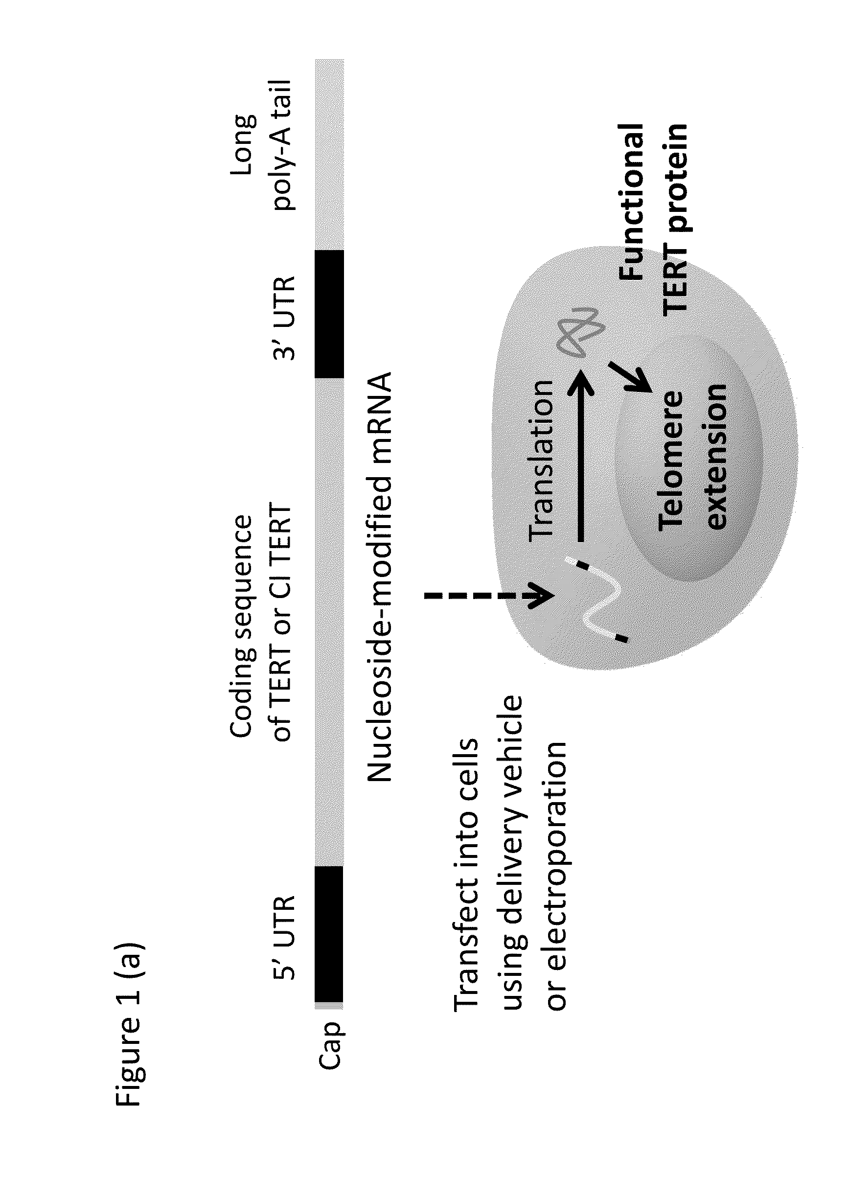 Compounds, Compositions, Methods, and Kits Relating to Telomere Extension