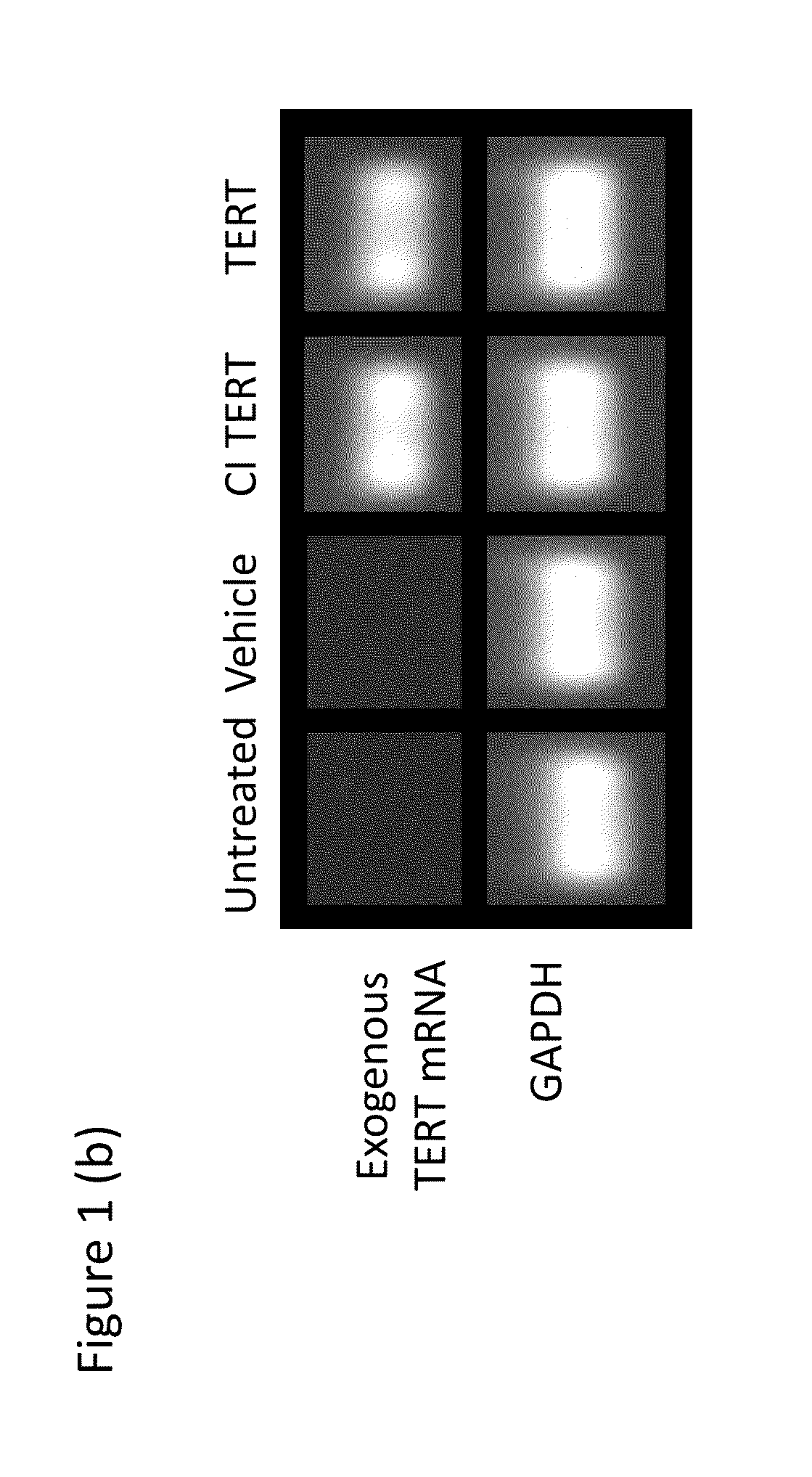 Compounds, Compositions, Methods, and Kits Relating to Telomere Extension