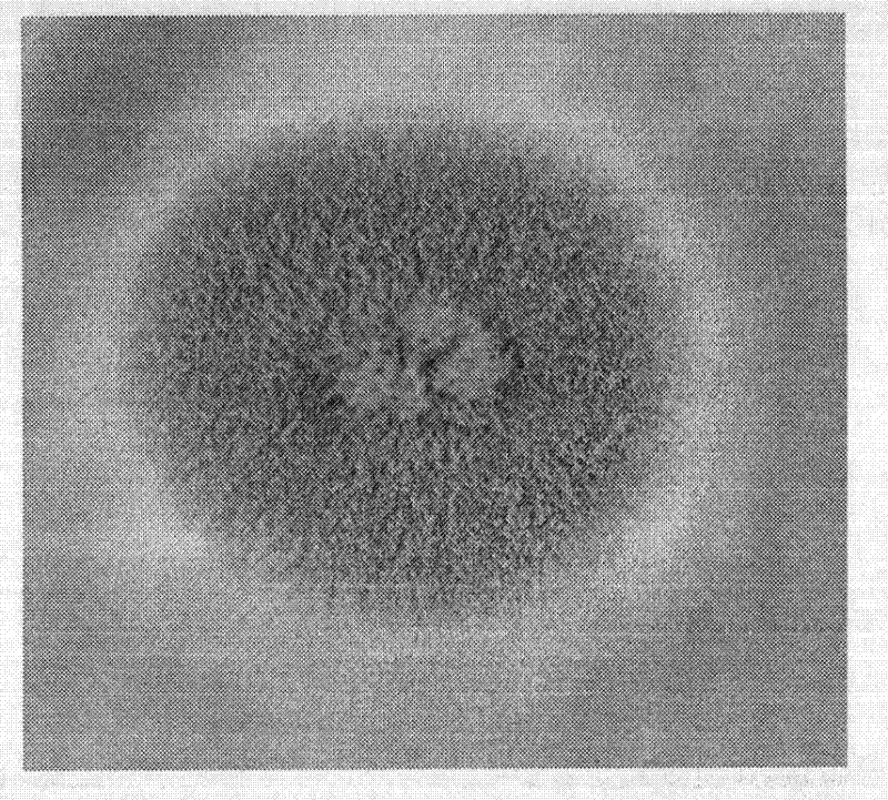 A kind of Penicillium citrinum strain and application thereof