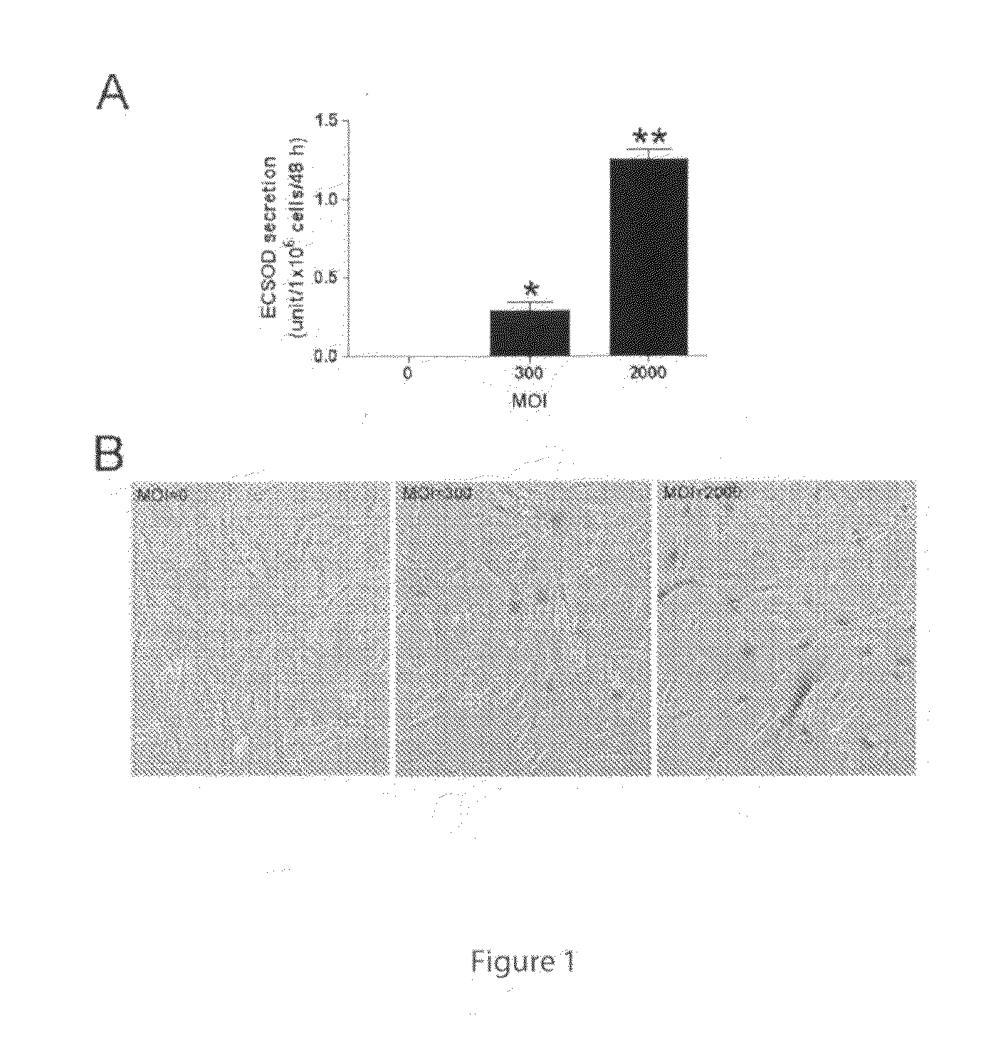 Method for treating and preventing radiation damage using genetically modified mesenchymal stem cells