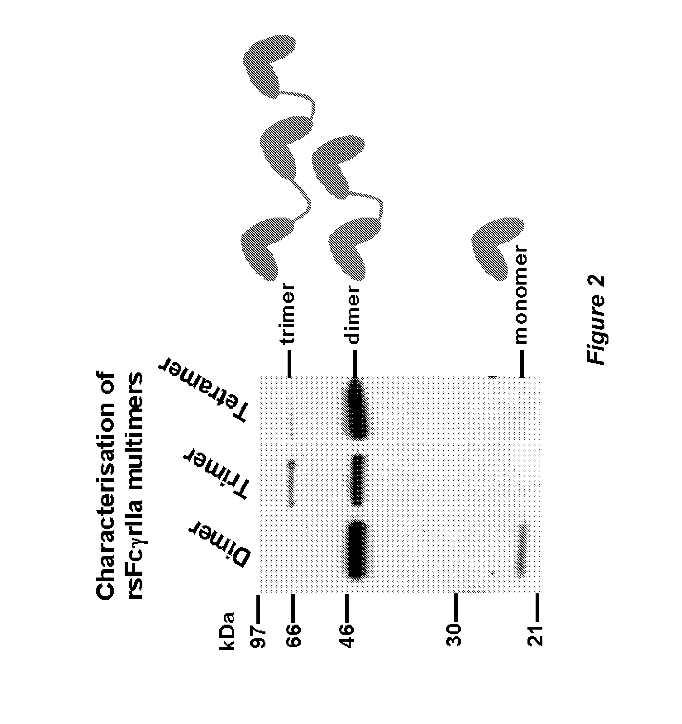 Multimeric Fc Receptor Polypeptides