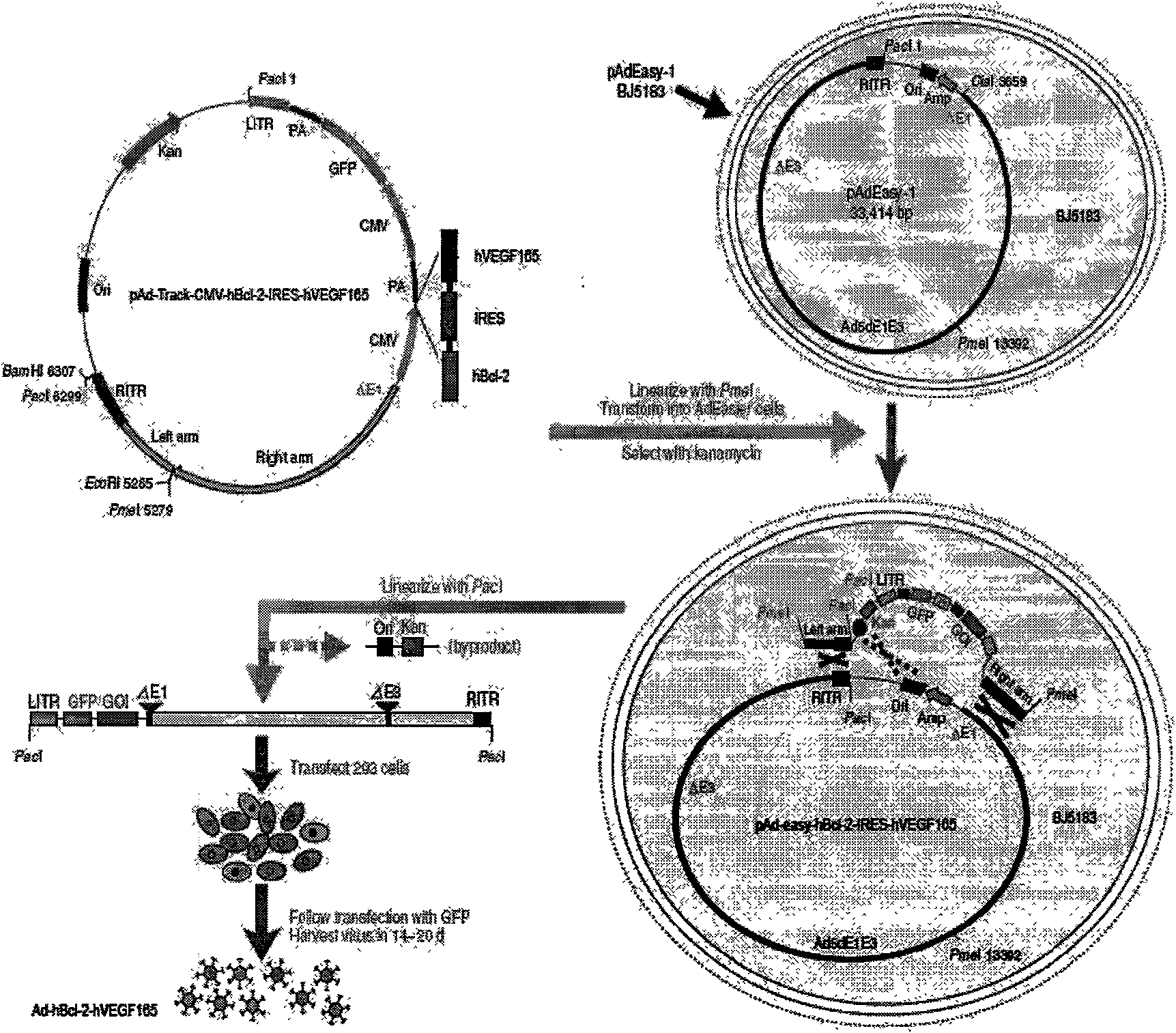 Human Bcl-2 and human VEGF165 double-gene co-expression recombinant vector and building method thereof