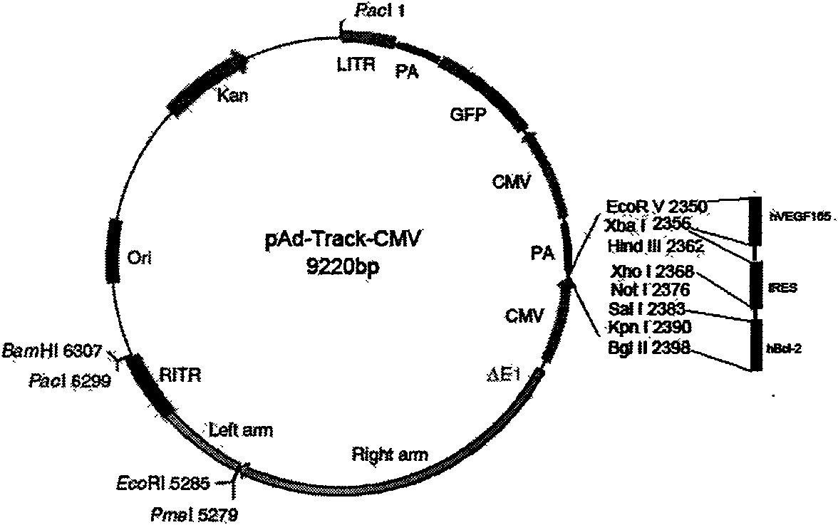 Human Bcl-2 and human VEGF165 double-gene co-expression recombinant vector and building method thereof