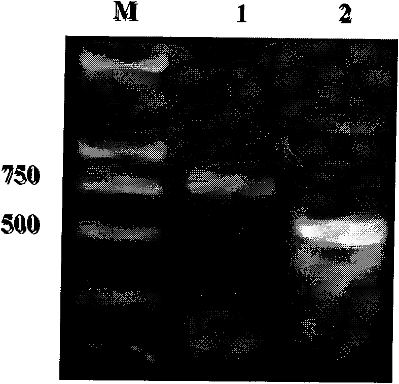 Human Bcl-2 and human VEGF165 double-gene co-expression recombinant vector and building method thereof