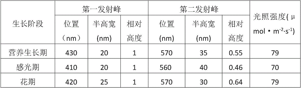 Planting method of chrysanthemum in light type plant factory