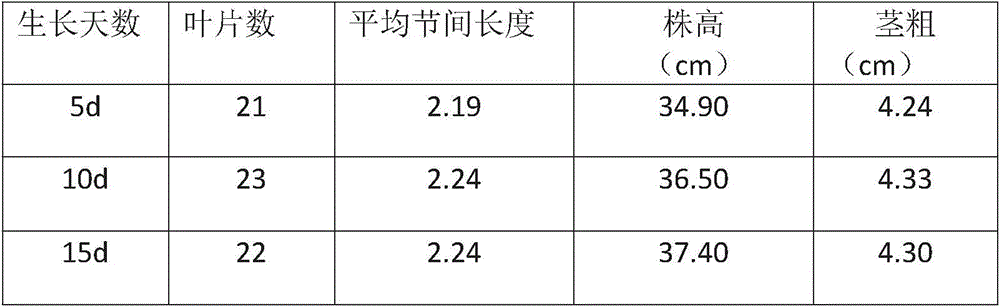 Planting method of chrysanthemum in light type plant factory