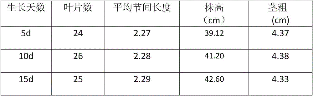 Planting method of chrysanthemum in light type plant factory