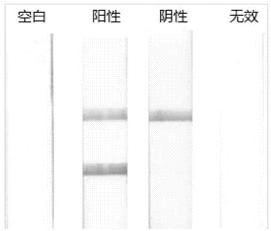 Preparation and applications of nucleic acid lateral flow test strip kit for detecting EHEC O157