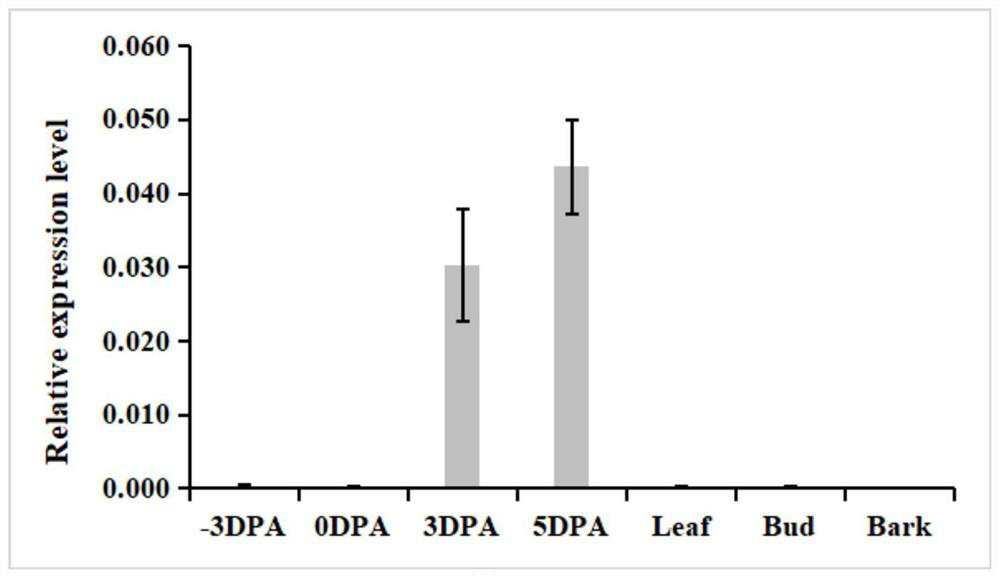 Regulatory gene pdemixta02 for the initiation and development of poplar catkins in American black poplar and its application