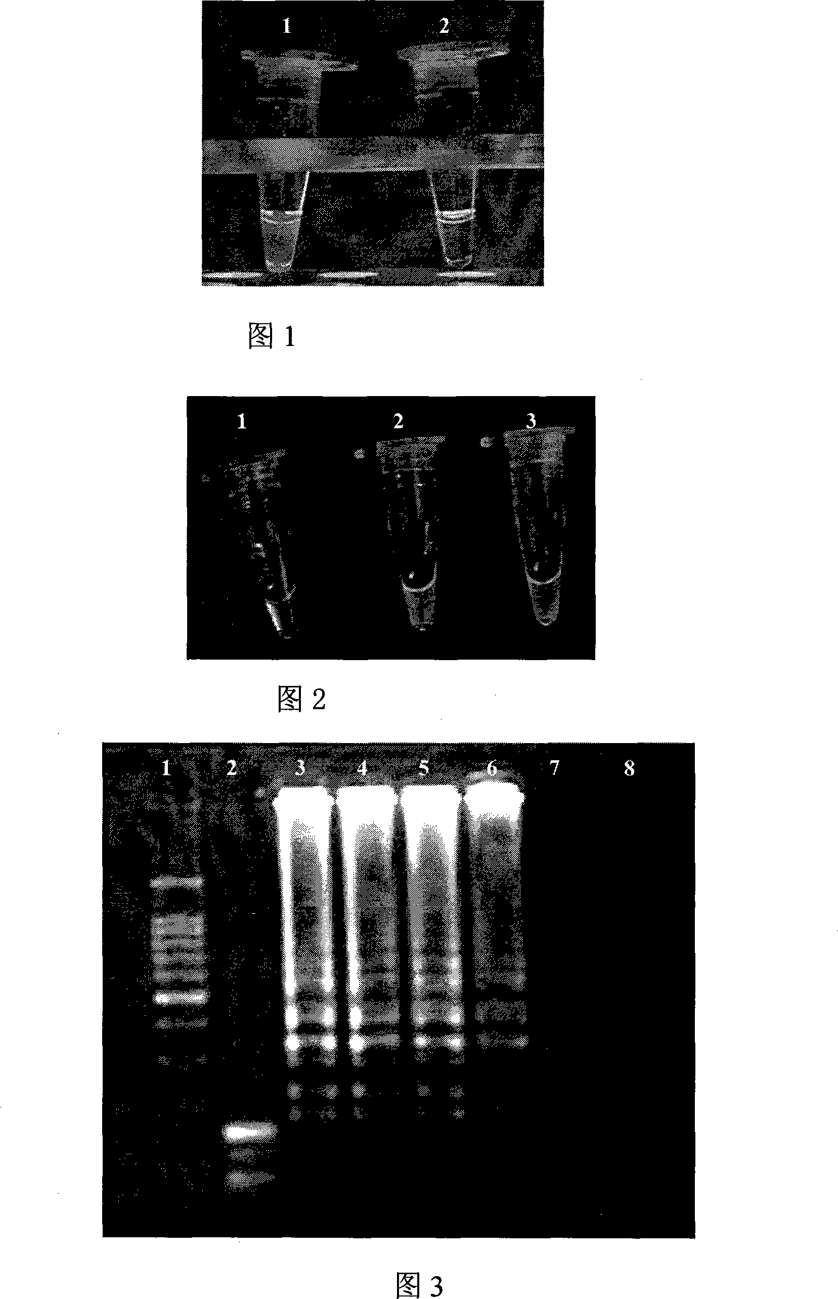 Primer, detection method and detection reagent kit for detecting type G2 norovirus