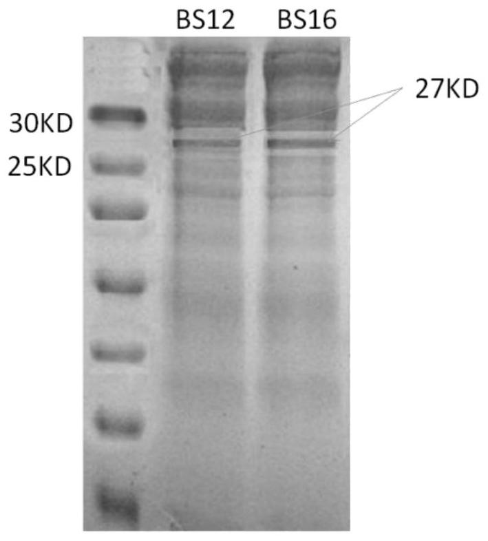 A kind of Bacillus subtilis with cephalosporin resistance and high expression sir2 protein and application thereof