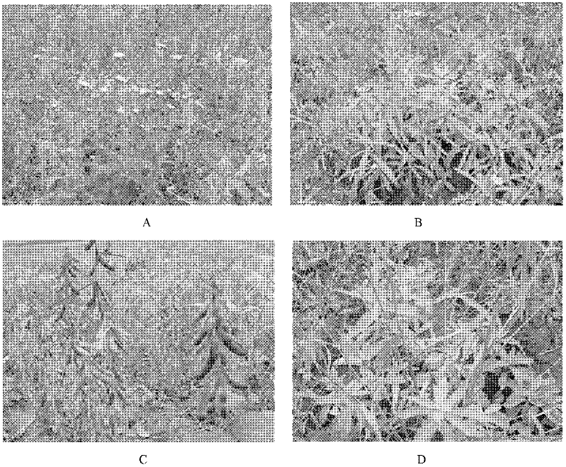 Method by utilizing 2, 4-D butyl ester to control perennial weeds in soybean field