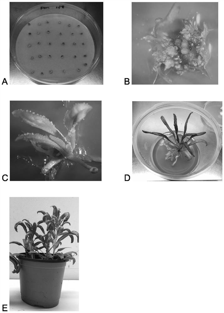 Spinach transgenosis method