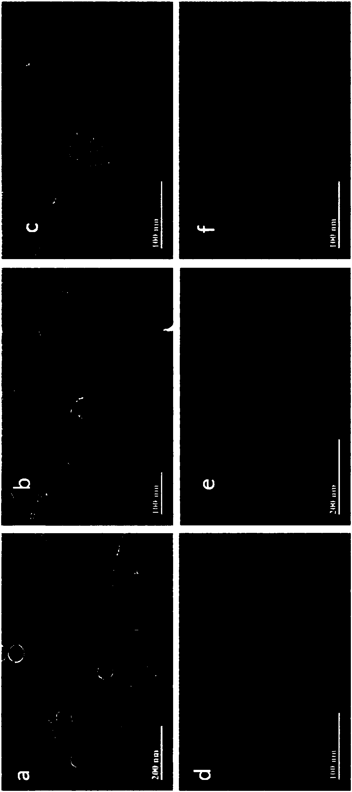 Vibrio parahaemolyticus bacteriophage and bactericidal composition containing same