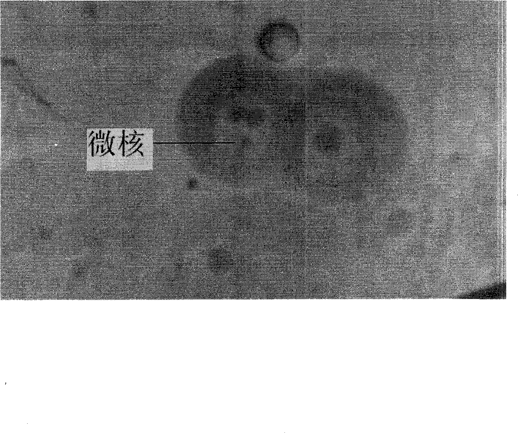 Rotifer Brachionus plicatilis microkernel preparation technology