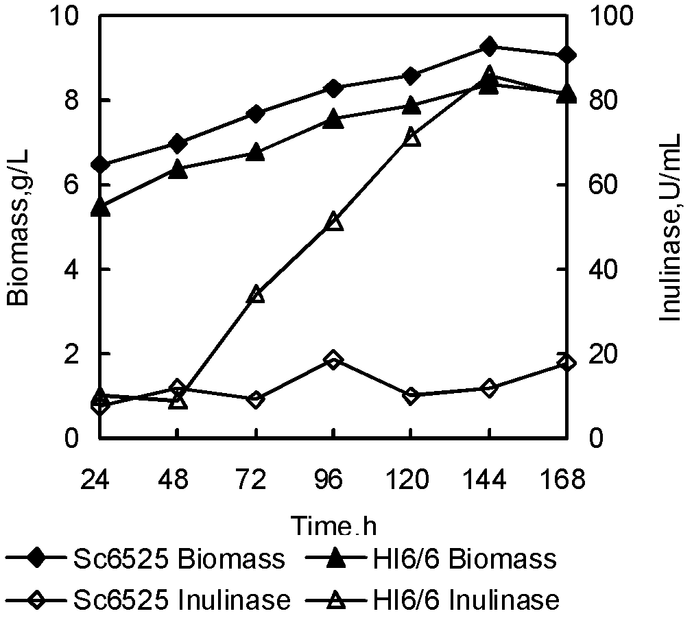 Method for preparing ethanol by fermenting jerusalem artichoke through recombinant saccharomyces cerevisiae