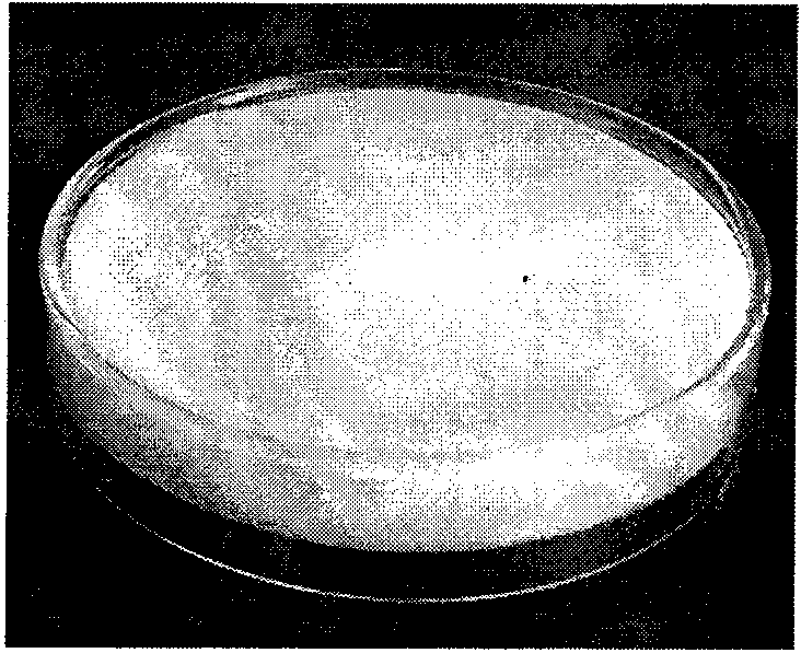 Cartilage derived collagen sponge scaffold and preparation method thereof