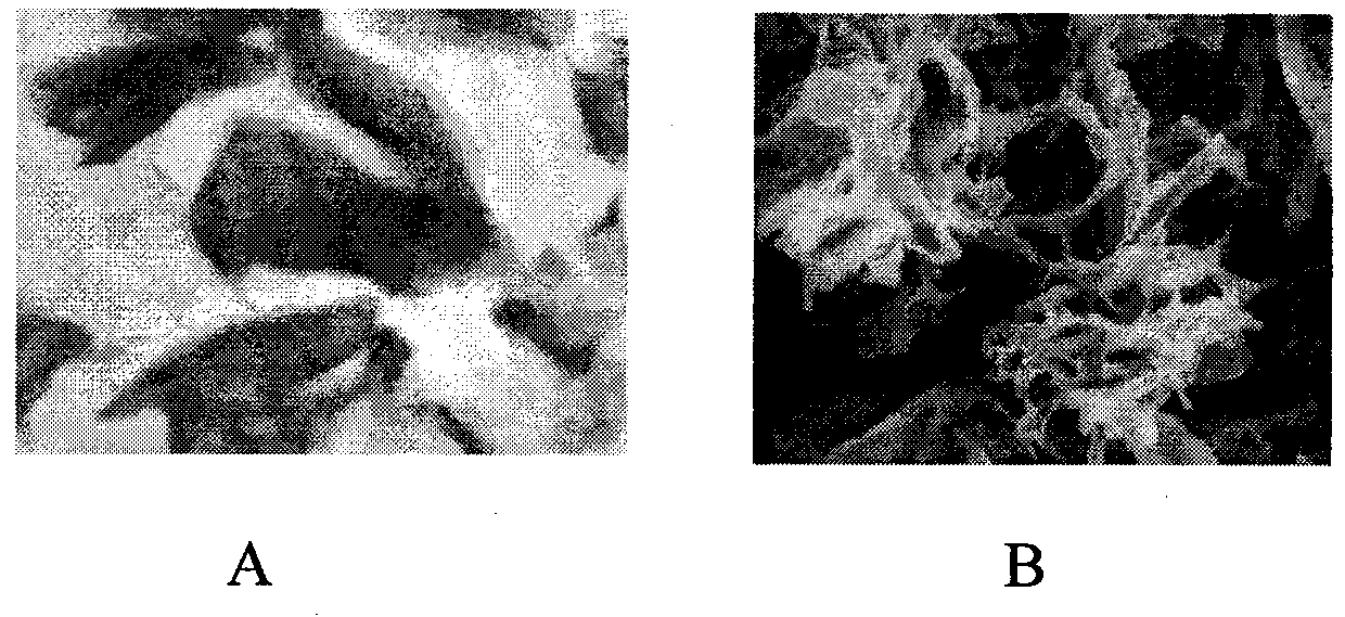 Cartilage derived collagen sponge scaffold and preparation method thereof