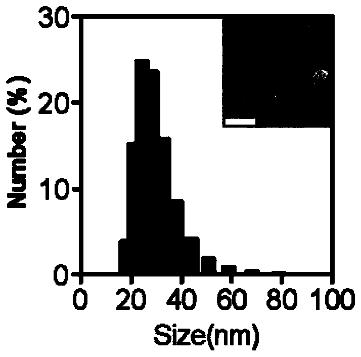 Preparation method and application of macrophage tracer fluorescent probe