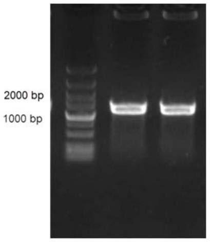 Method for increasing copy number of gene menA and increasing yield of MK-7