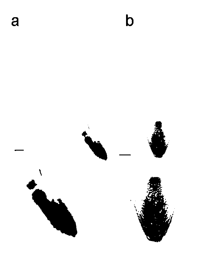 Method for generating hairy roots by efficiently inducing trifoliate orange by agrobacterium rhizogenes and application of method