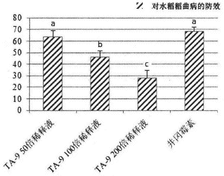 A trichoderma ta-9 strain and its application in rice disease control