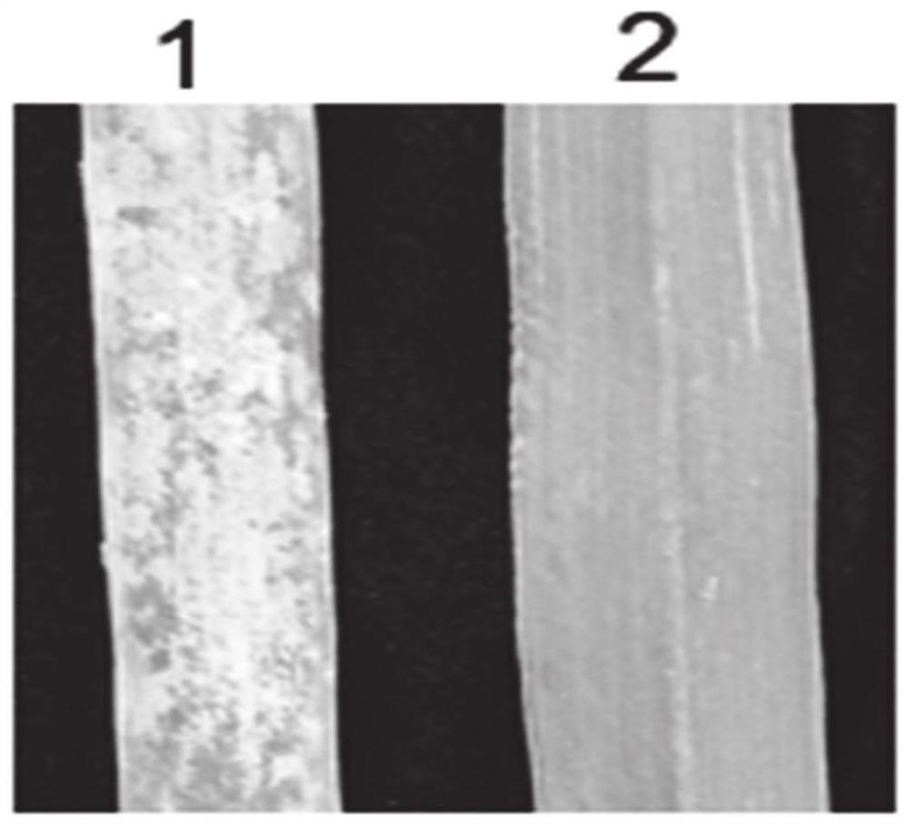 Creation method and application of powdery mildew resistant novel wheat-rye 6BL-6RL small fragment translocation line