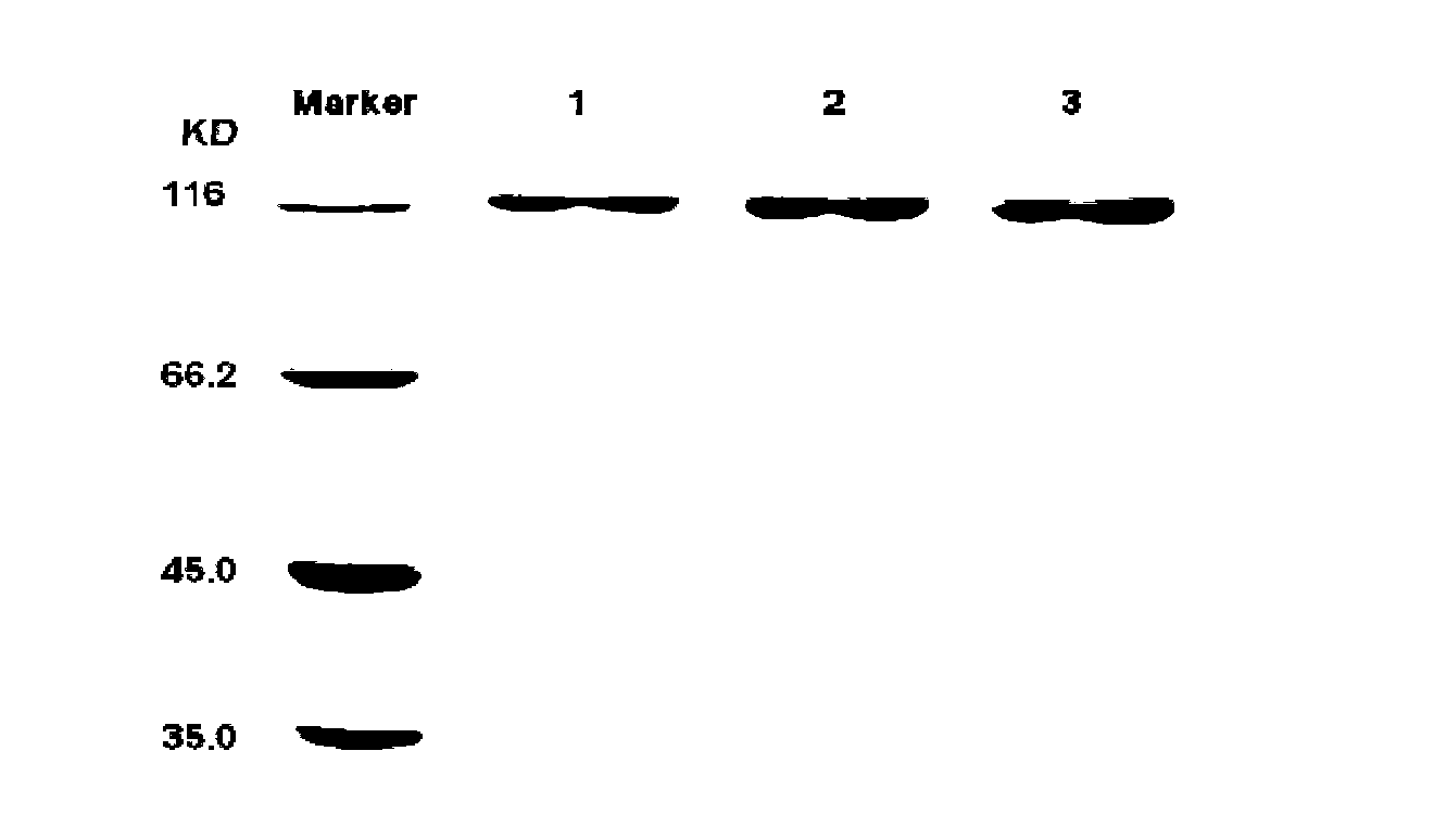 Low molecular hyaluronate, preparation method and purpose thereof