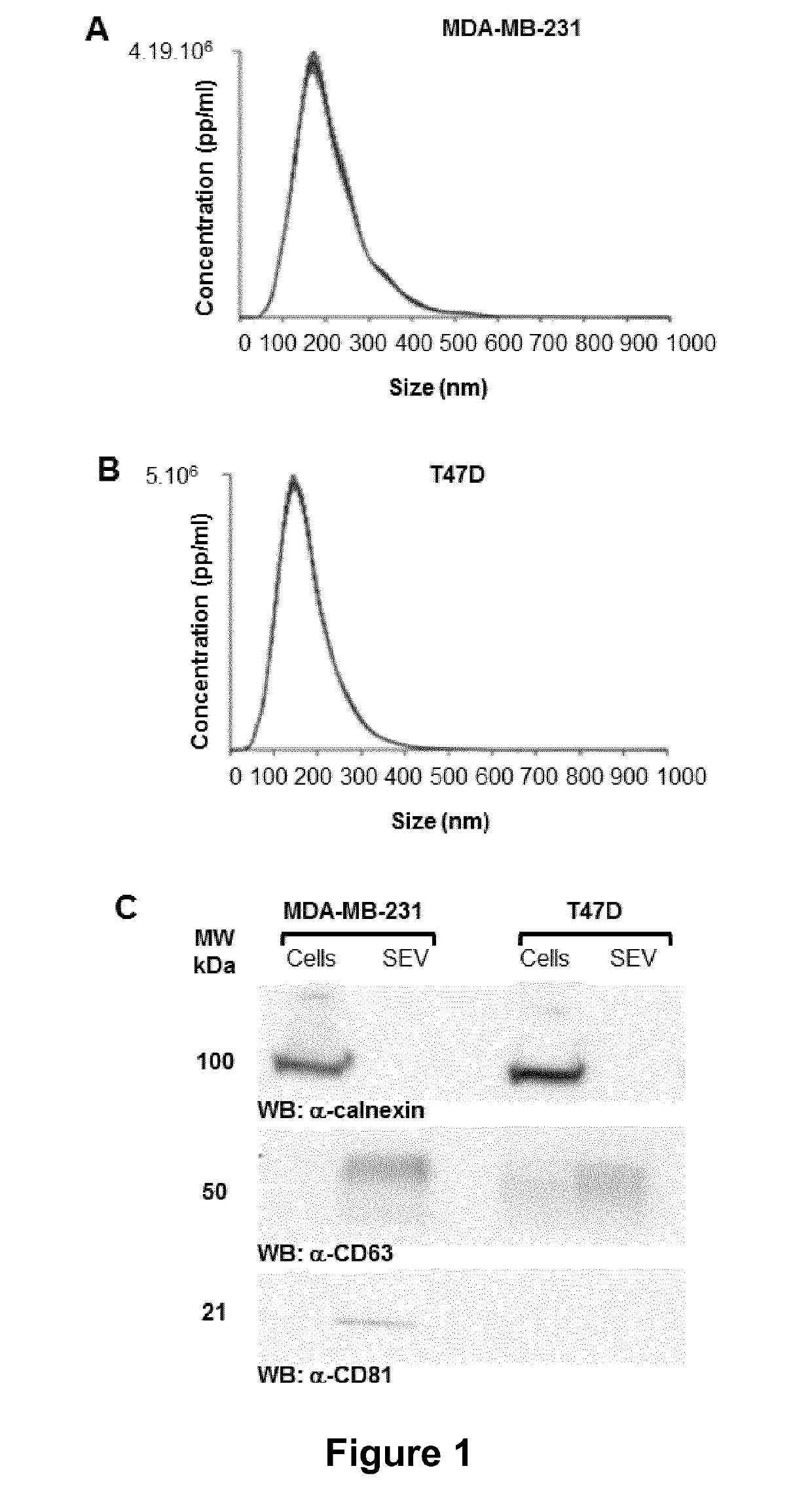 Compositions comprising secreted extracellular vesicles of cells expressing nfatc4 useful for the treatment of cancer