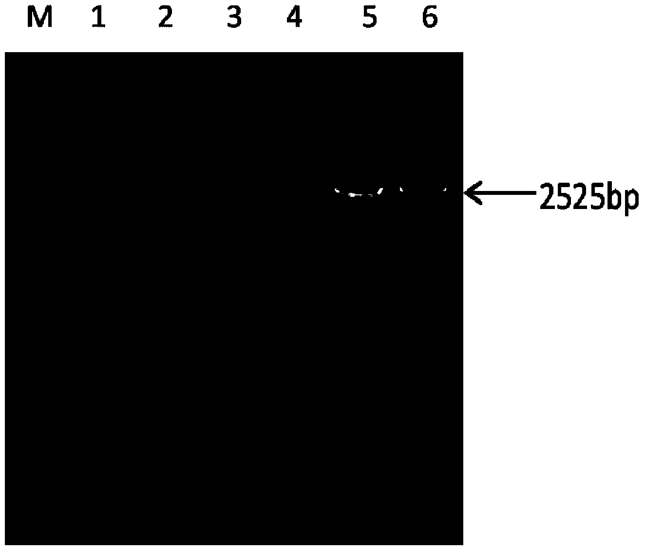 Insecticidal protein as well as coded gene and application of insecticidal protein