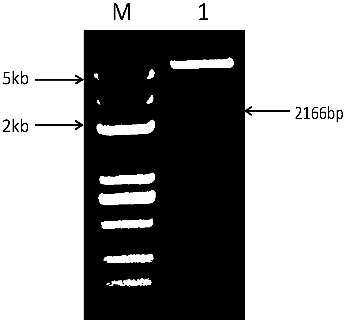 Insecticidal protein as well as coded gene and application of insecticidal protein