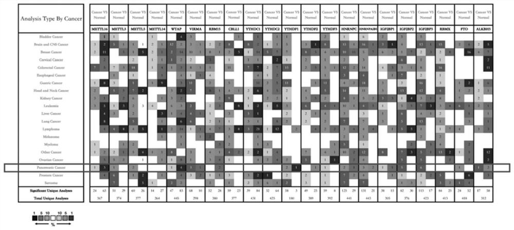 METTL16 gene and application thereof