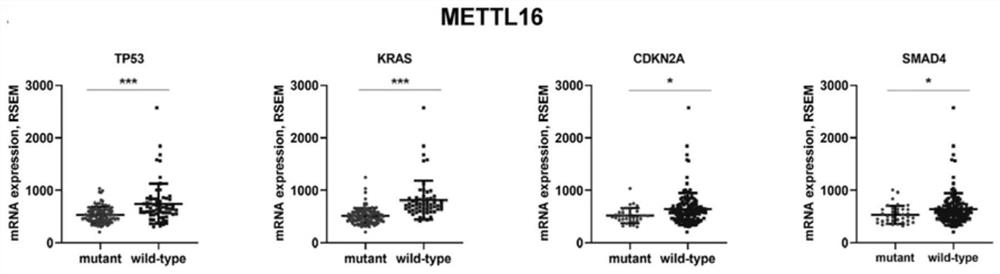 METTL16 gene and application thereof