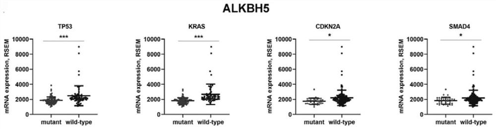 METTL16 gene and application thereof