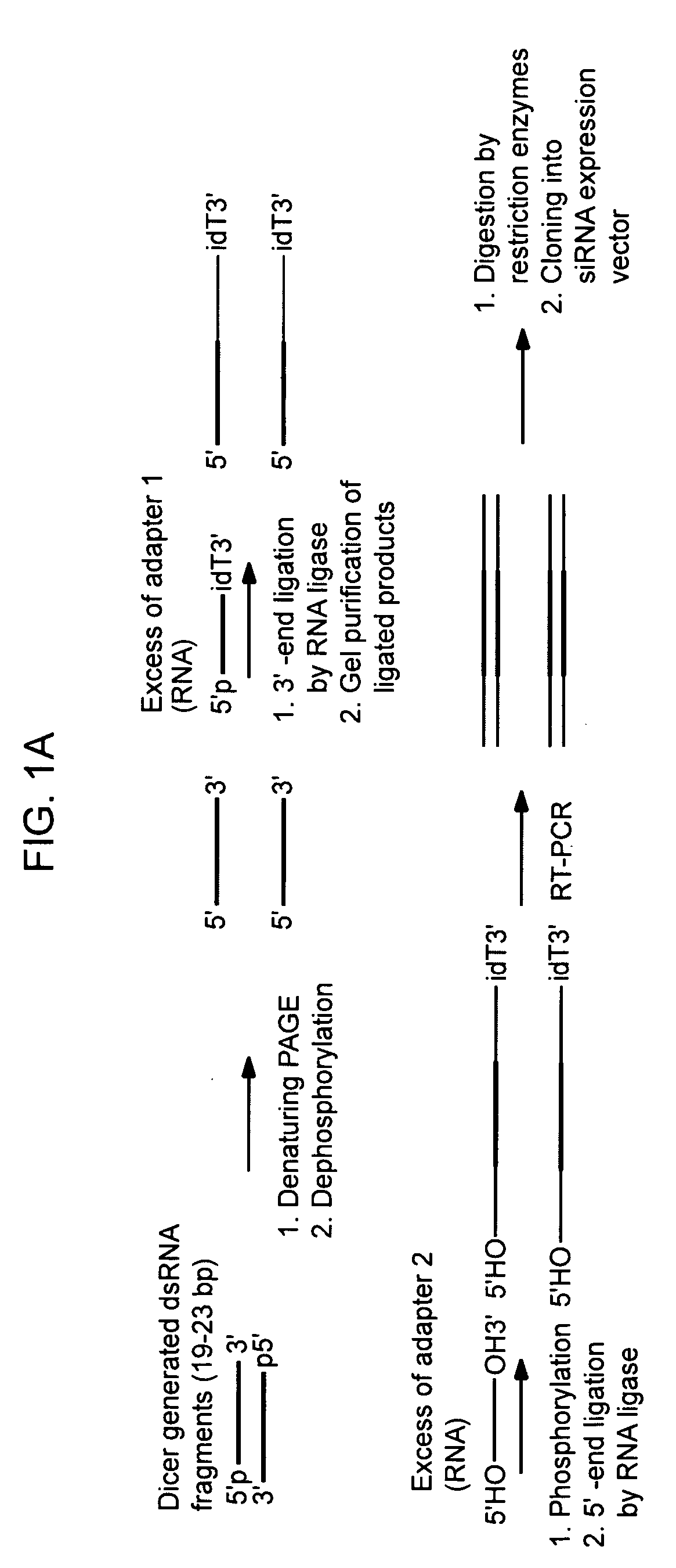 Methods of preparation of gene-specific oligonucleotide libraries and uses thereof