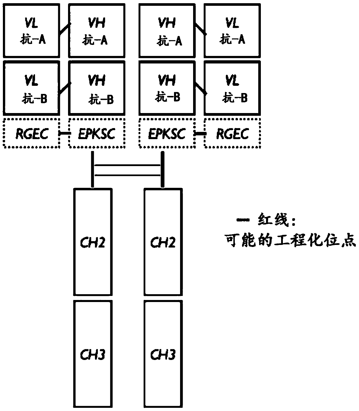 Novel multi-specific binding proteins