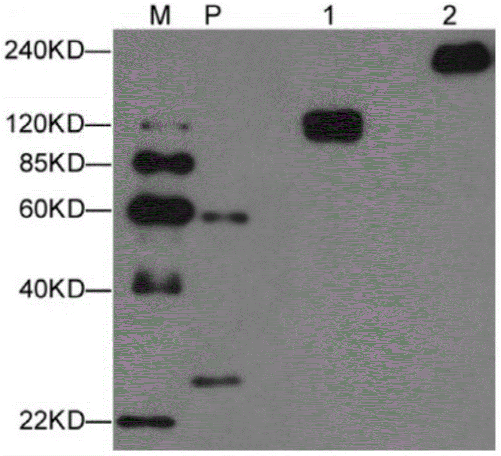 Three-dimensional complex cell aggregate model as well as preparation method and application thereof