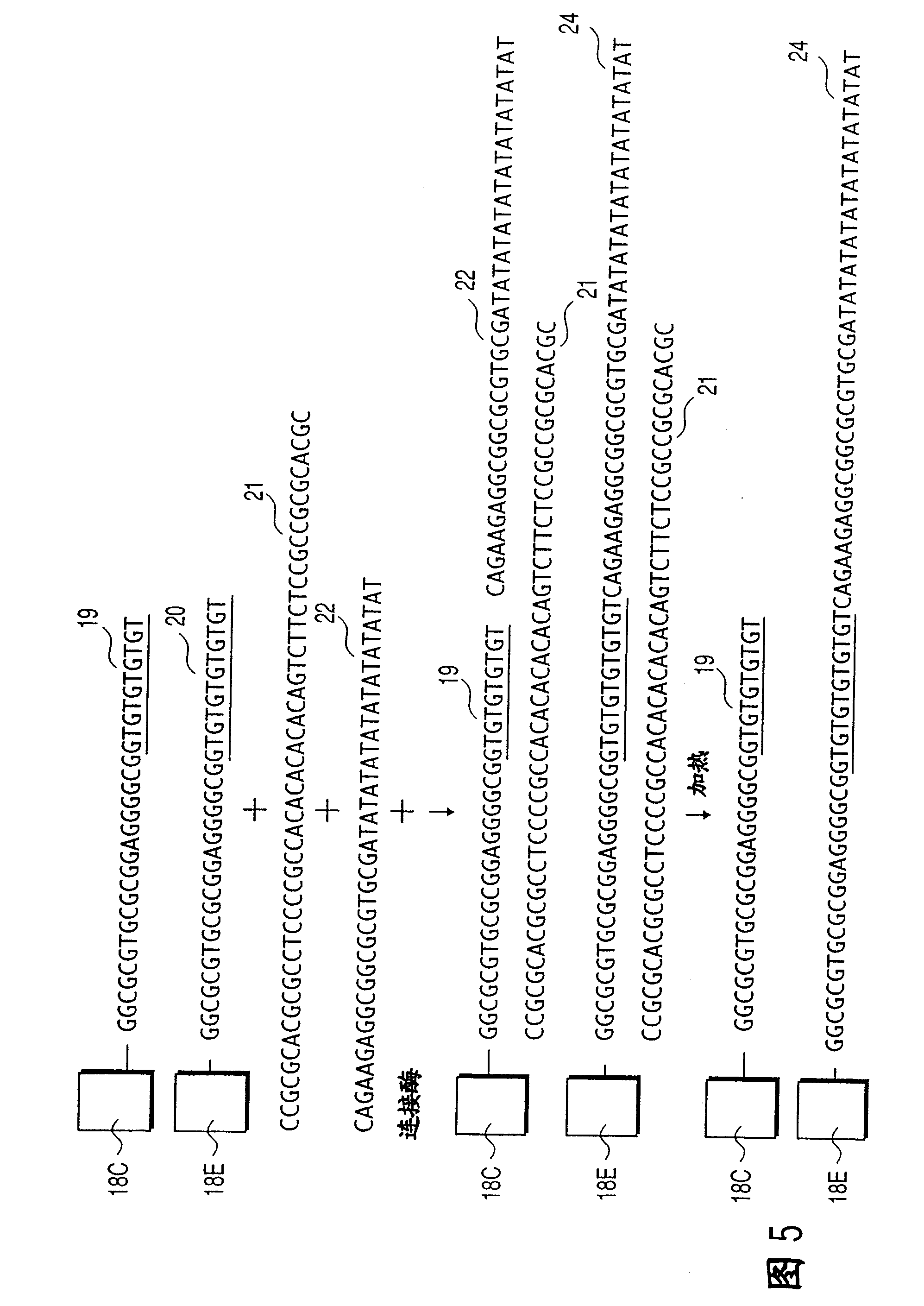 Polymorphic marker that can be used to assess the efficacy of interferon therapy