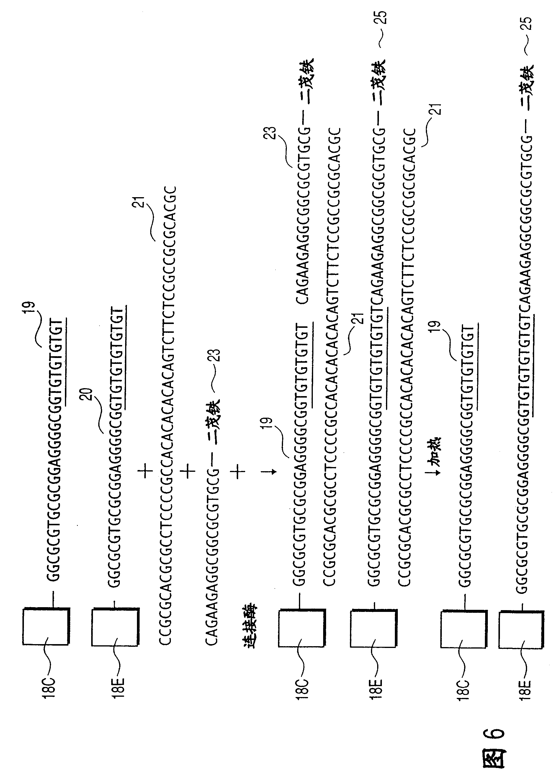 Polymorphic marker that can be used to assess the efficacy of interferon therapy