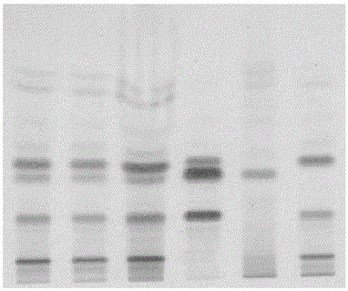 A method for detection of active ingredients in Qishen Yiqi dripping pills