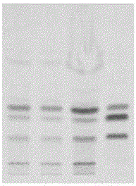 A method for detection of active ingredients in Qishen Yiqi dripping pills