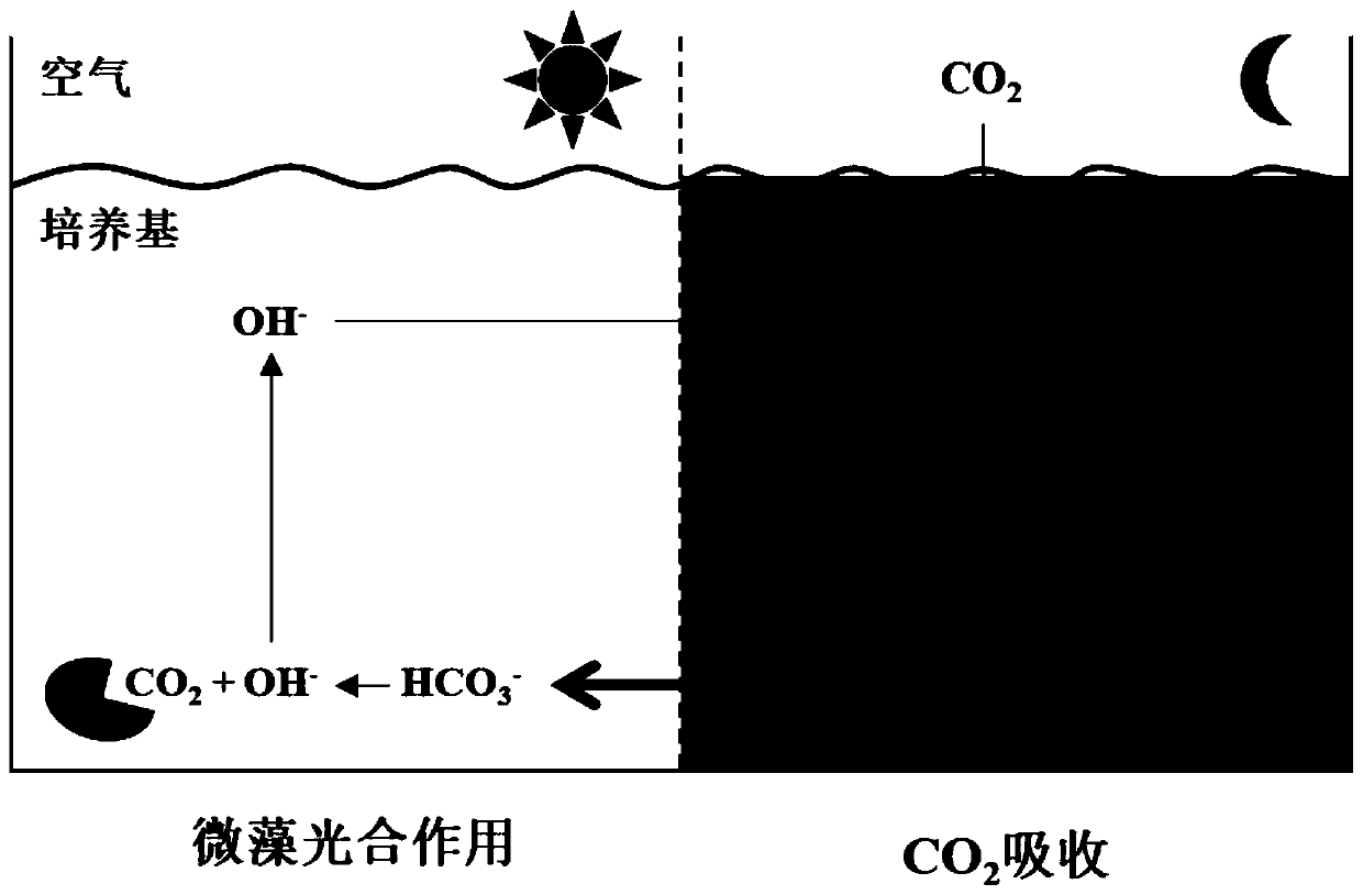 Method for efficiently capturing and utilizing CO2 from air based on microalgae biotechnology