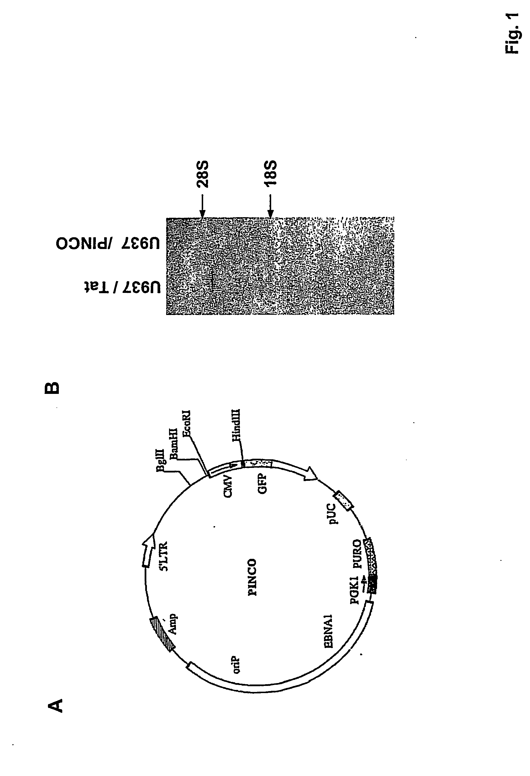 Novel mechanism for hiv-1 entry into host cells and peptides inhibiting this mechanism