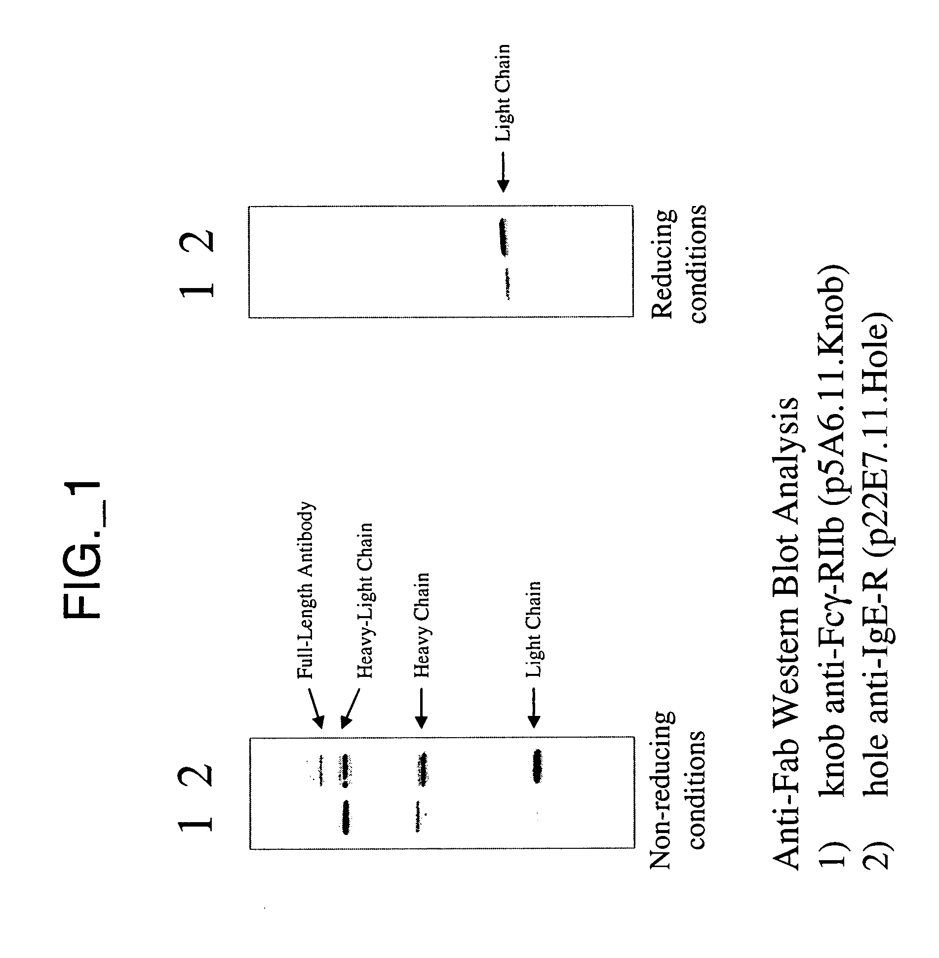 Heteromultimeric molecules