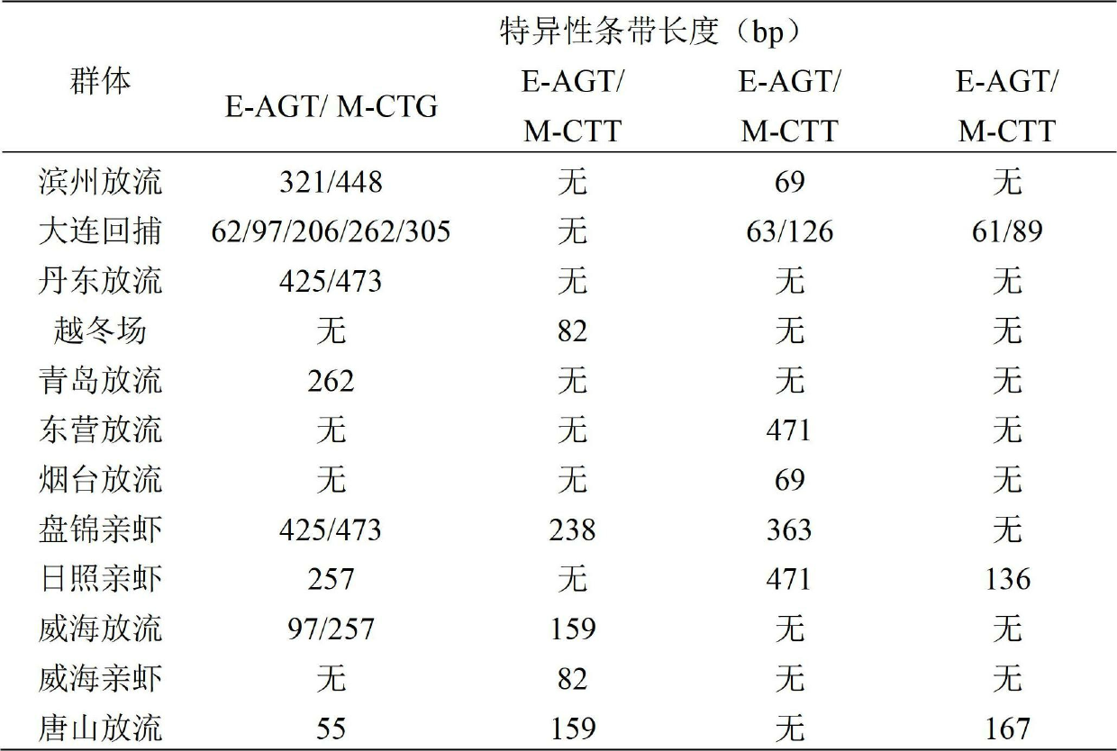 Method for identifying Chinese prawn population by using AFLP (Amplified Fragment Length Polymorphism) fingerprint technique