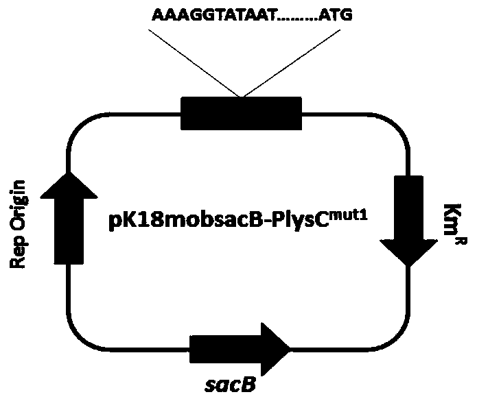 Coryneform bacteria capable of producing lysine at high yield as well as construction method and application thereof