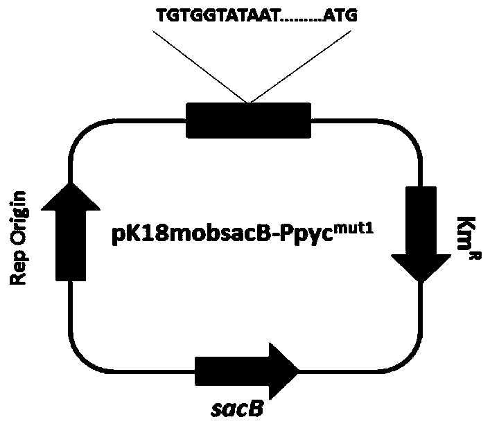 Coryneform bacteria capable of producing lysine at high yield as well as construction method and application thereof