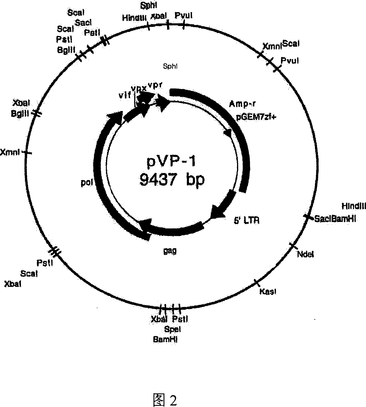 Hybridization immune deficiency virus strain and application